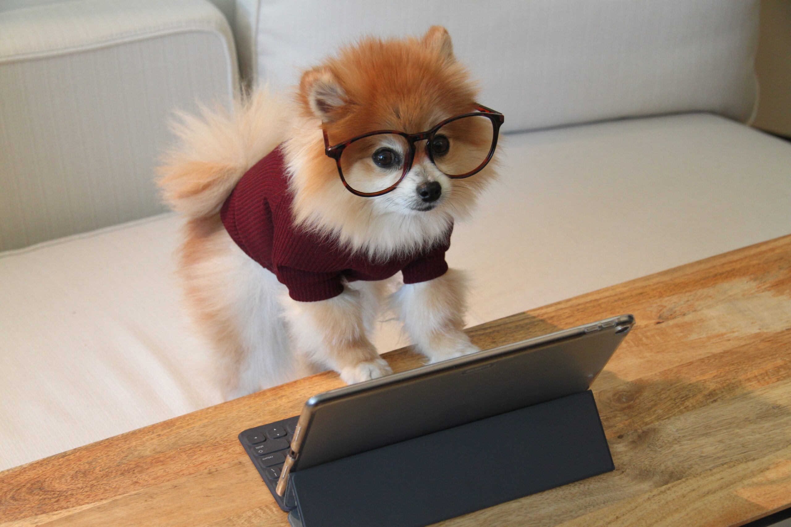 Cookie the Pom — das Maskottchen von Digitaler Durchblick am Arbeitsplatz