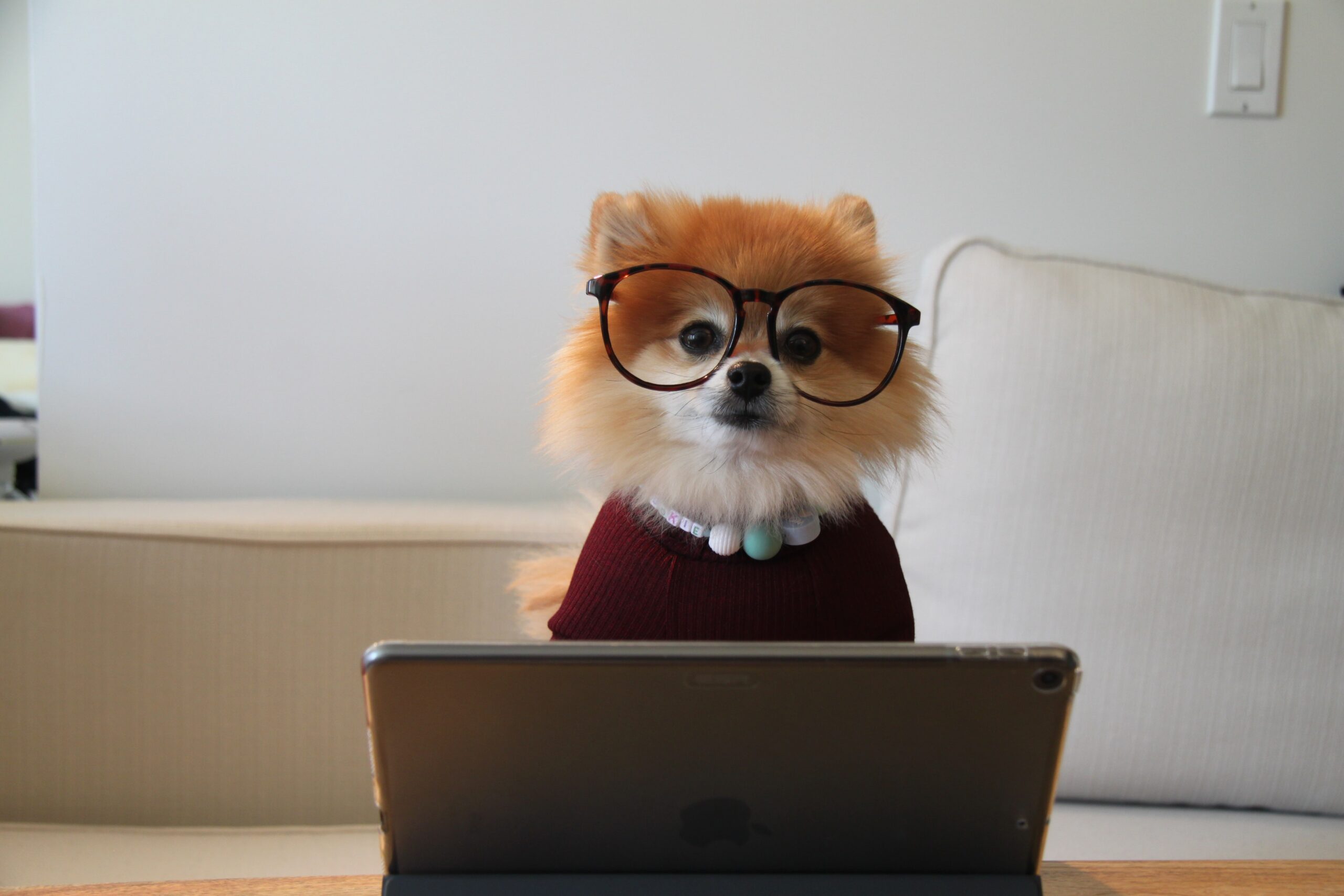 Cookie the Pom mit Brille am Laptop — Maskottchen von Digitaler Durchblick