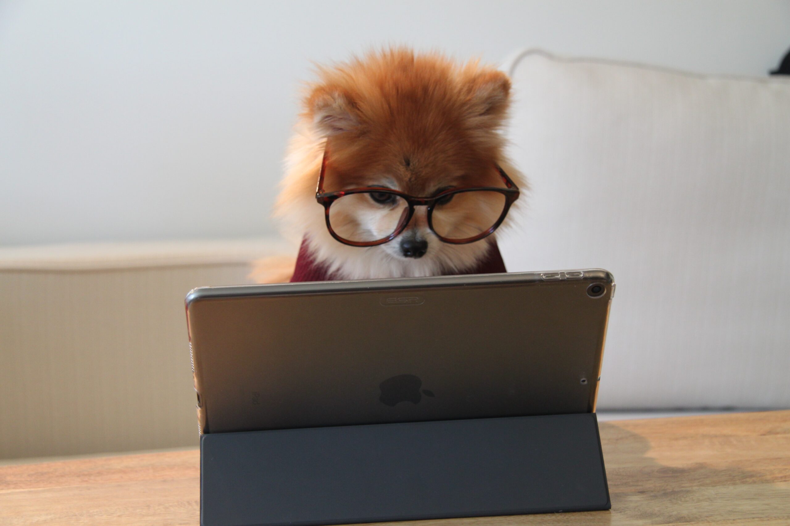 Cookie the Pom mit Brille am iPad — immer bereit zu helfen